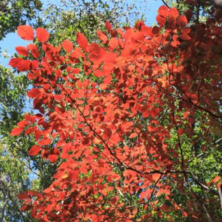 Sapium Japonicum - Japanese Tallow Tree  - Stunning Autumn Colour