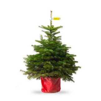 Fresh Potted Non-Drop Luxury Nordman Fir Christmas Tree - Circa 4ft
