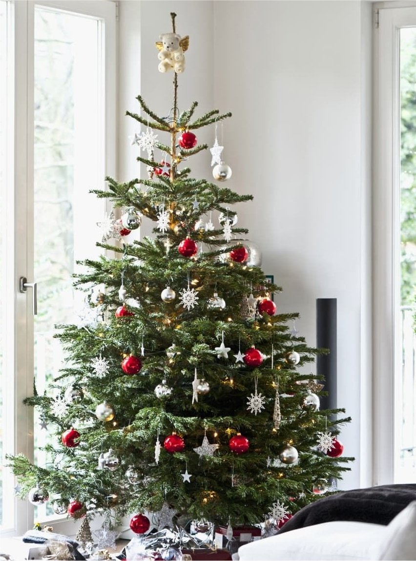 Fresh Cut Non-Drop Luxury Nordmann Fir Christmas Tree (Approx. 8-9ft) + For Immediate Dispatch +