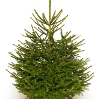 Fresh Christmas Tree - Traditional Potted Norway Spruce - 100-125cms - For Immediate Dispatch