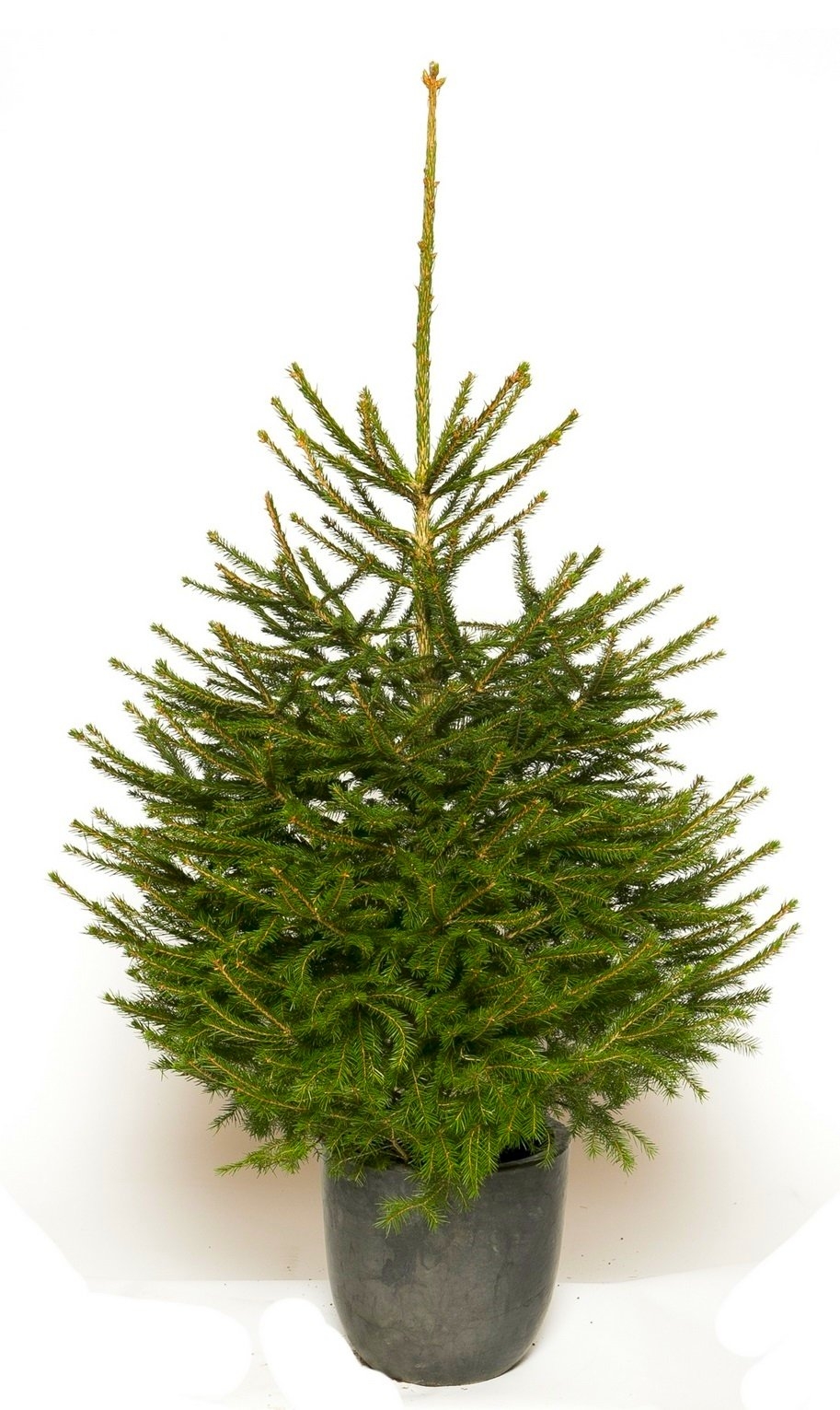 Fresh Christmas Tree - Traditional Potted Norway Spruce - 100-125cms - For Immediate Dispatch