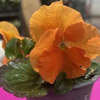 Pansy Clear Orange - in Bud And Bloom
