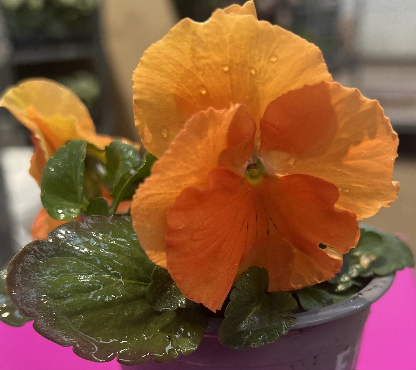 Pansy Clear Orange - in Bud And Bloom
