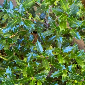 Large Osmanthus Heterophyllus - Evergreen Shrub - Circa 120-140cm Tall