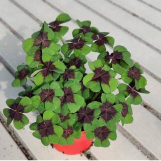 Oxalis Deppei - Iron Cross - Pack of 30 Bulbs
