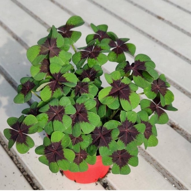 Oxalis Deppei - Iron Cross - Pack of 30 Bulbs