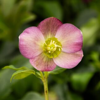 Helleborus x Orientalis 'Hello Ruby' - Oriental Hellebore in Bud & Bloom