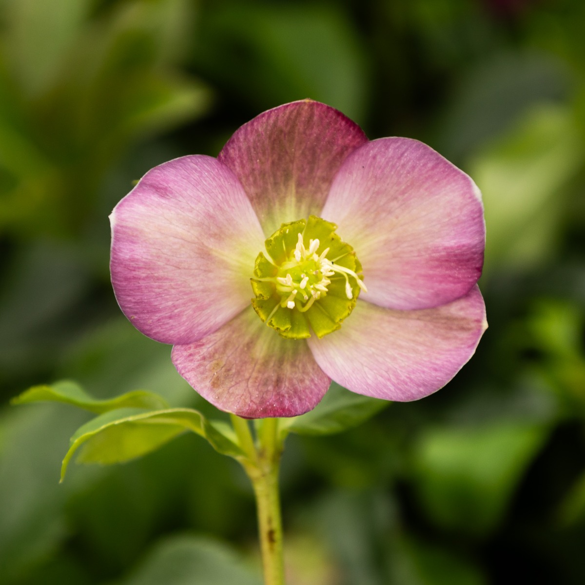 Helleborus x Orientalis 'Hello Ruby' - Oriental Hellebore in Bud & Bloom