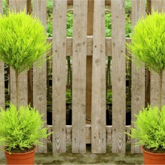 Pair of Lovely Lemon Scented Evergeen Monterey Cypress Patio Goldcrest - Duo Ball Topiary Trees
