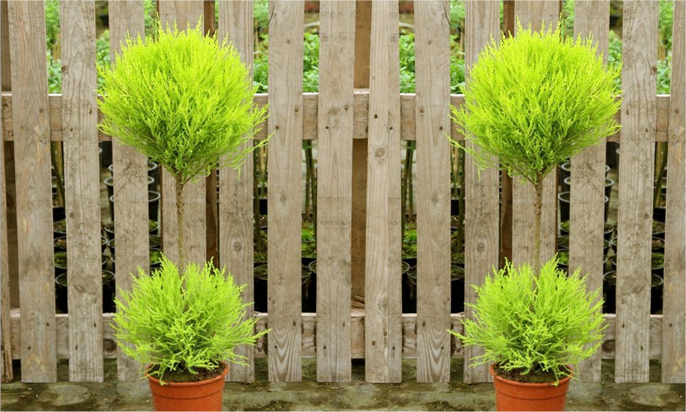 Pair of Lovely Lemon Scented Evergeen Monterey Cypress Patio Goldcrest - Duo Ball Topiary Trees