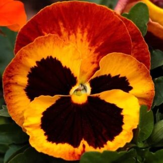Pansy Fire-In Bud And Bloom