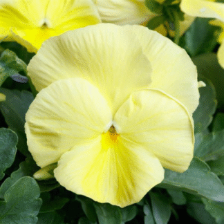Pansy Primrose - in Bud And Bloom