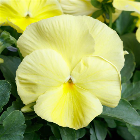 Pansy Primrose - in Bud And Bloom