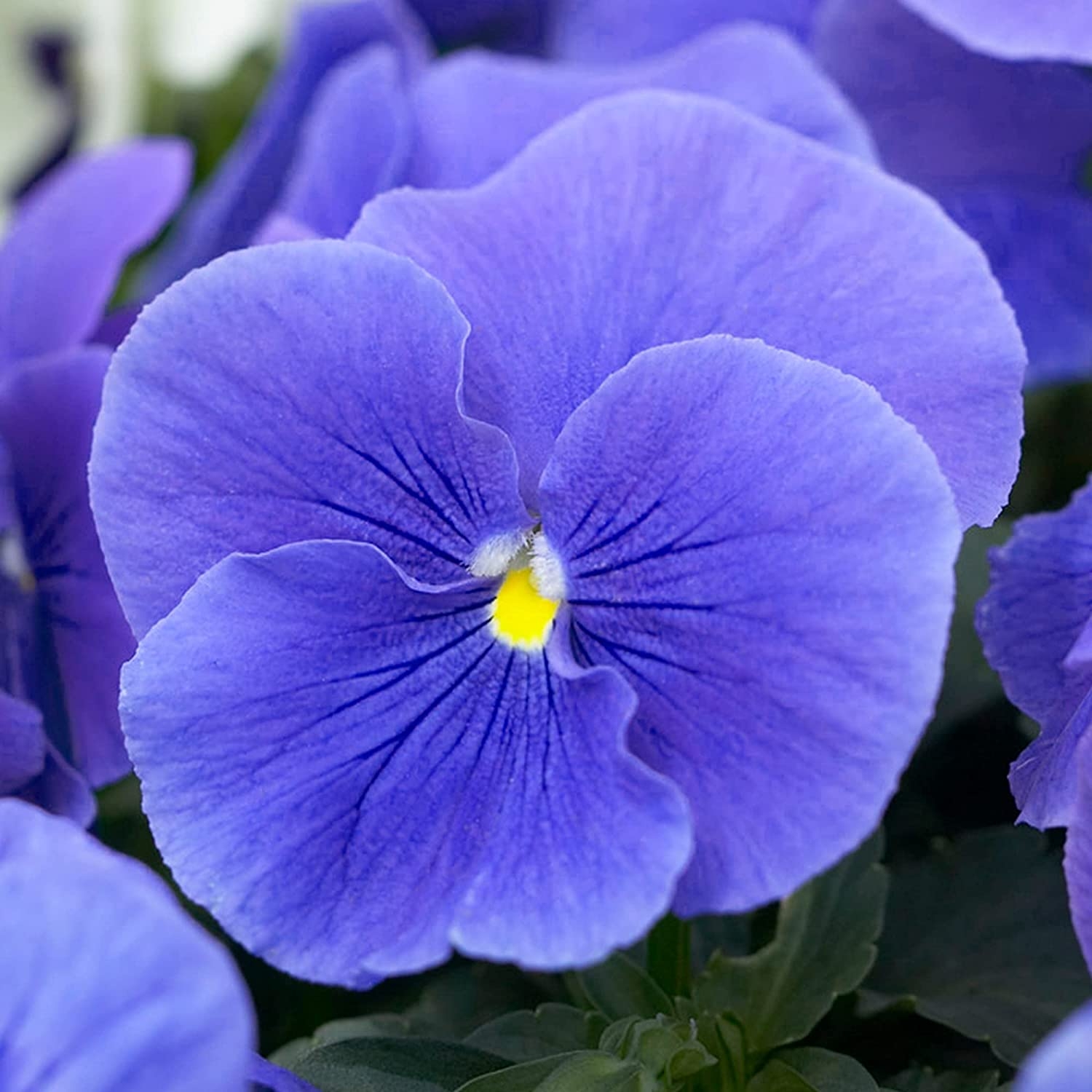 Pansy True Blue - in Bud And Bloom