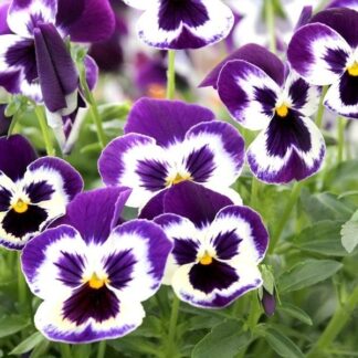 Pansy Violet Face - in Bud And Bloom