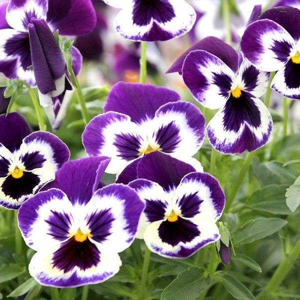 Pansy Violet Face - in Bud And Bloom