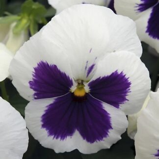 Pansy White Blotch - in Bud And Bloom