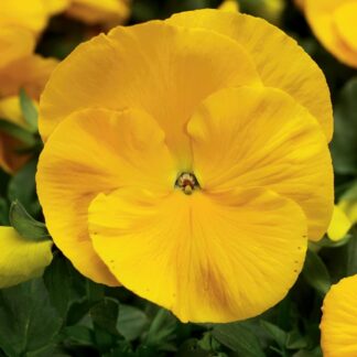 Pansy Yellow - in Bud And Bloom