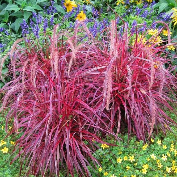 Pennisetum Setaceum 'Fireworks' - Multi-Colour Fountain Grass