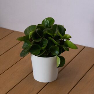 Peperomia Obtusifolia Obtipan - Baby Rubberplant