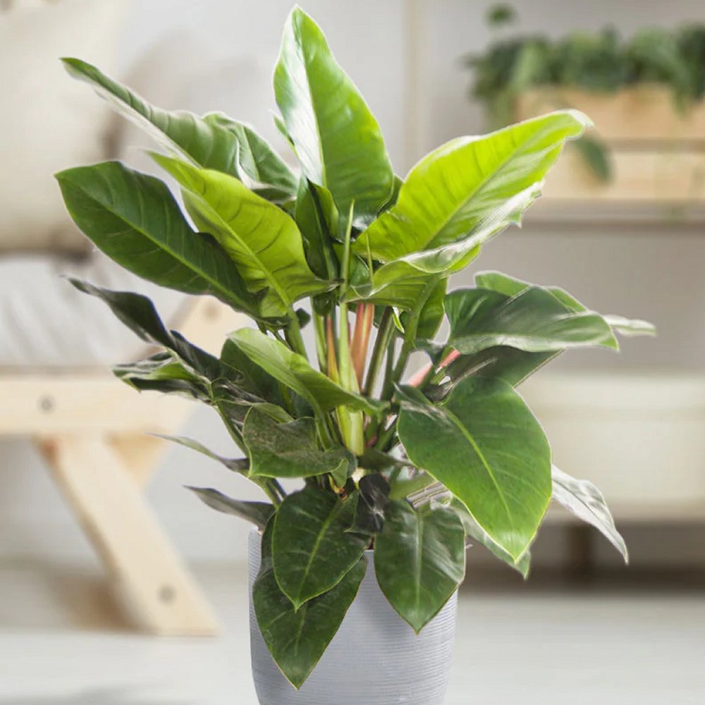 Philodendron 'Imperial Green' - 60cm Tall