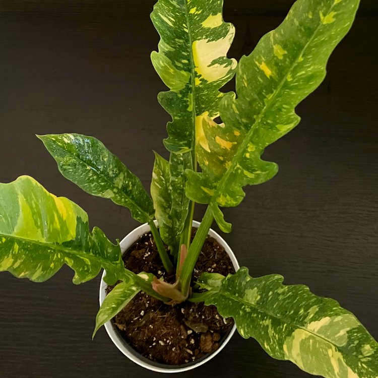 Philodendron Ring of Fire - Rare Houseplant