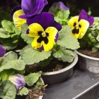 Pansy Yellow With Purple Wing - in Bud And Bloom