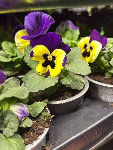Pansy Yellow With Purple Wing - in Bud And Bloom