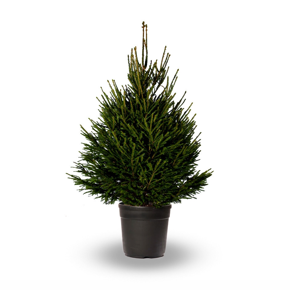Premium Quality Fresh Christmas Tree 150-170cm