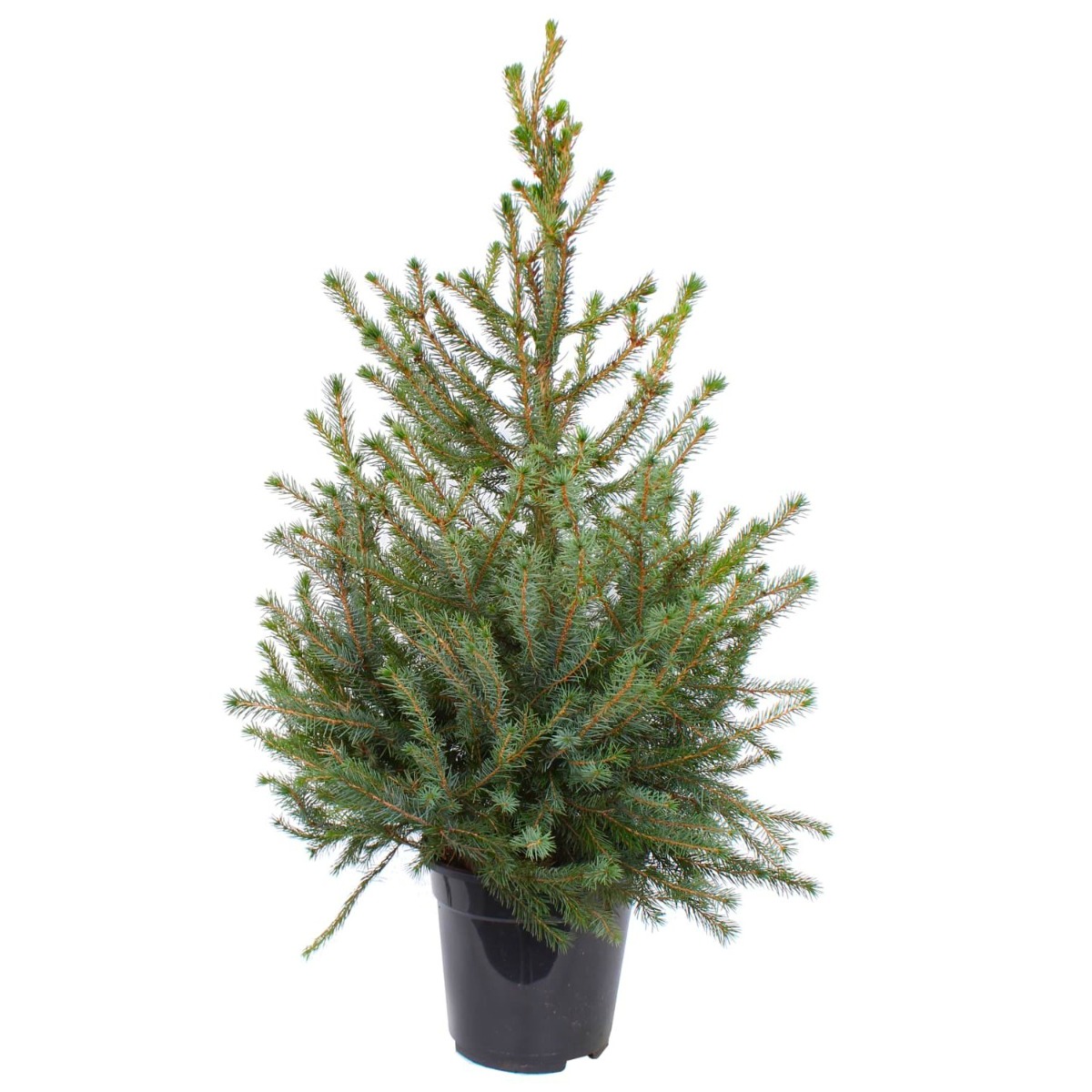 Silver Spruce Christmas Tree - Circa 120-140cm - Real Christmas Tree Picea Omorika