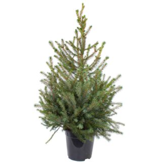 Silver Spruce Christmas Tree - Circa 160-190cm - Real Christmas Tree Picea Omorika