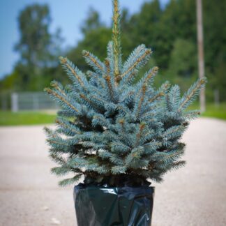 Luxury Fresh Christmas Tree - Pot Blue Spruce (Picea Pungens Glauca) Approx 80cm - For Immediate Dispatch