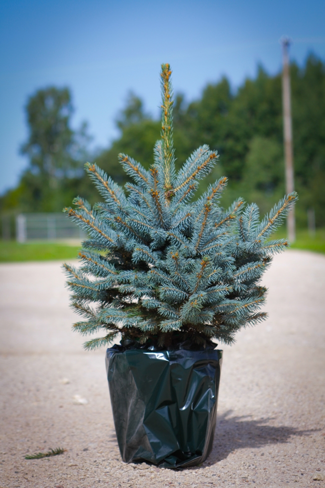 Luxury Fresh Christmas Tree - Pot Blue Spruce (Picea Pungens Glauca) Approx 80cm - For Immediate Dispatch