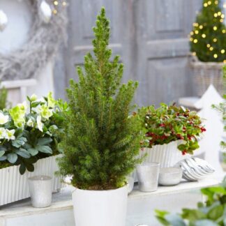 Contemporary Christmas Tree Circa 45-50cm Tall