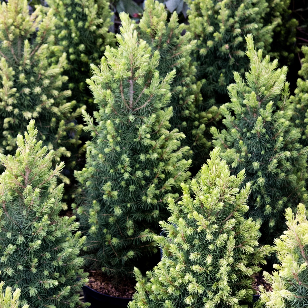 Picea Glauca 'Rainbow's End' - White Spruce