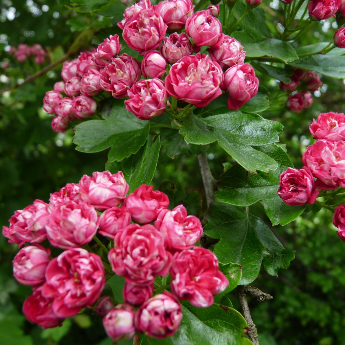 Crataegus Laevigata Rosea Flore Pleno - Pink Hawthorn - Circa 180-200cm