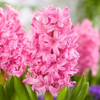 Hyacinth Pink Pearl - Pack of 5
