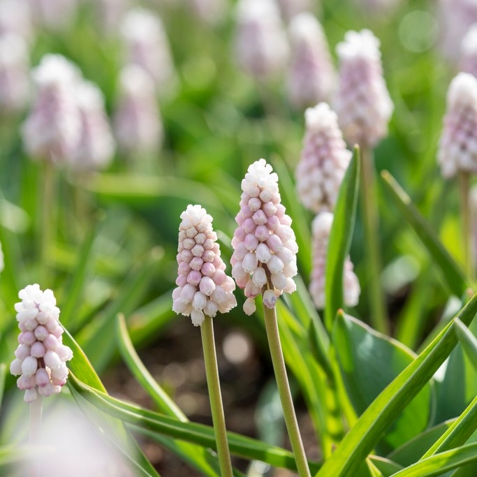 Muscari Pink Sunrise - Pack of 5 Bulbs