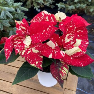 Poinsettia - 'Red Glitter' in White Pot