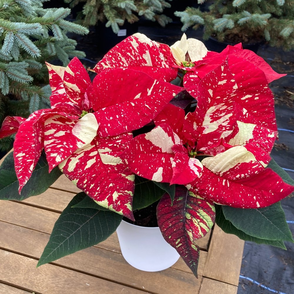Poinsettia - 'Red Glitter' in White Pot