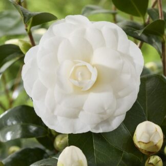 Camellia Japonica Powder Puff