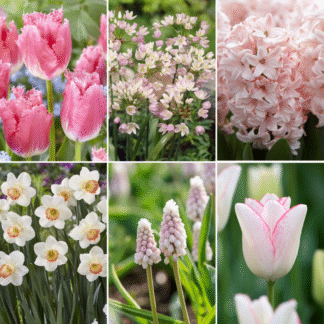 Pretty in Pink Designer Collection - 50 Bulbs