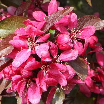 Crabapple Tree - Malus Profusion Improved
