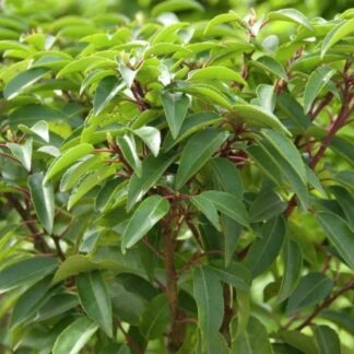 Large Evergreen Portuguese Laurel Hedging - Prunus Lusitanica - Circa 140-160cm Shrubs