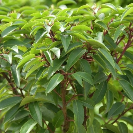 Extra Large Evergreen Portuguese Laurel Hedging - Prunus Lusitanica - Circa 180-200cm Shrubs