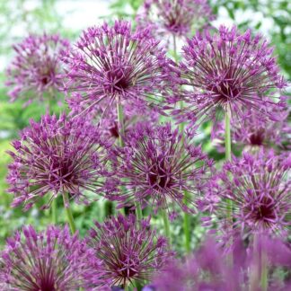 Allium Purple Rain - Pack of 3