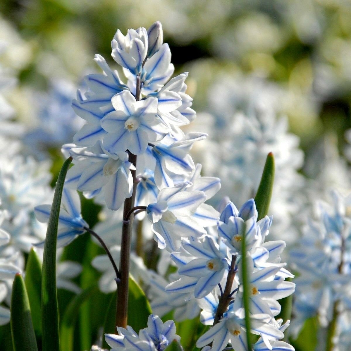 Striped Squill - Puschkinia Scilloides Var. Libanotica - Russian Snowdrops - Pack of 15