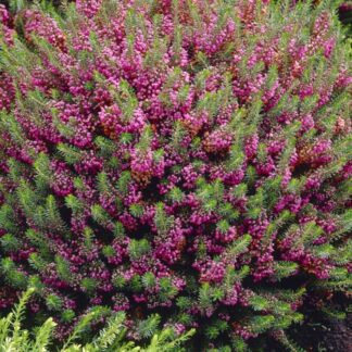 Heather Plant - Erica Vagans 'Mrs D F Maxwell'