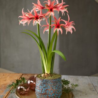 Amaryllis - Rose Cybister - Hippeastrum Bulb