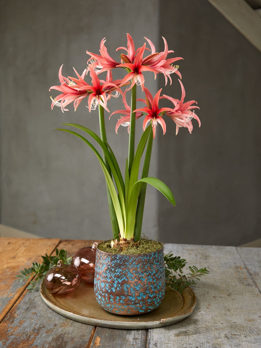Amaryllis - Rose Cybister - Hippeastrum Bulb
